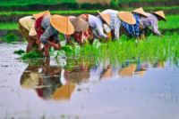 Raising Water Productivity to Increase Food Security thumbnail