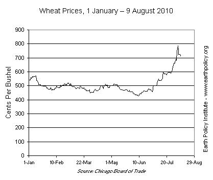 Graph on Wheat Prices 1 January - 9 August 2010