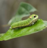 Caterpillar