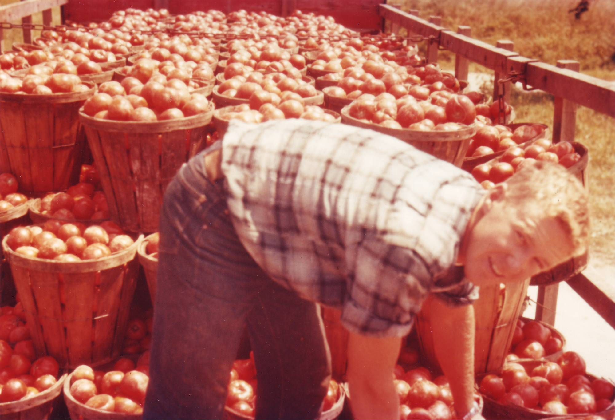 Lester Loading Tomato Baskets