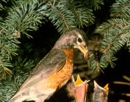 Robin with Chicks